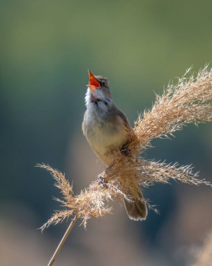 Güneşli bir günde çimlere tünemiş genç ve tatlı bir sazlığın dikey görüntüsü.