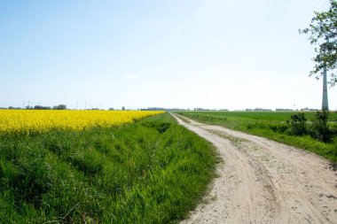 Bulutsuz bir günde, açık mavi gökyüzü olan kırsal bir bölgede, kolza tohumu tarlasının yanından güzel bir çekim.