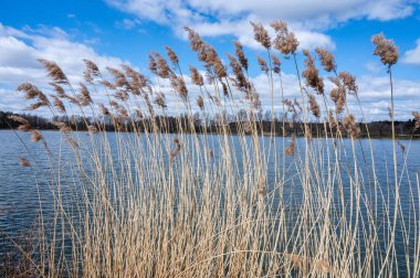 Güneşli bir günde gölün kıyısındaki kuru çimlerin manzarası