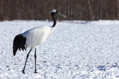 Karlı beslenme alanlarında yürüyen kırmızı taçlı bir vinç, Hokkaido, Japonya.