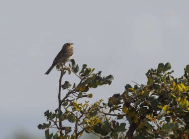 Ağzı açık bir ağaç dalına tünemiş mısır kiraz kuşu.