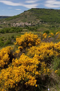 Fransa 'nın güzel Saint Pons köyünde çiçek açan sarı çalıların dikey çekimi.