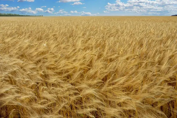 Желтая Пшеница Сельскохозяйственного Поля Солнечный День — стоковое фото