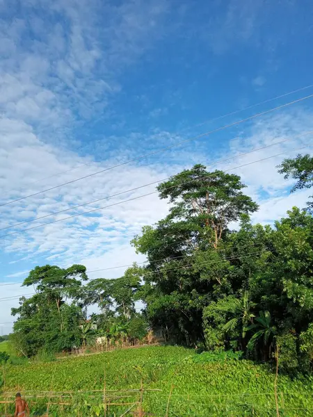 Ein Vertikaler Schuss Grüner Bäume Vor Blauem Bewölkten Himmel Einem — Stockfoto