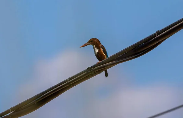 Pássaro Pescador Garganta Branca Empoleirado Fios Contra Céu Azul — Fotografia de Stock