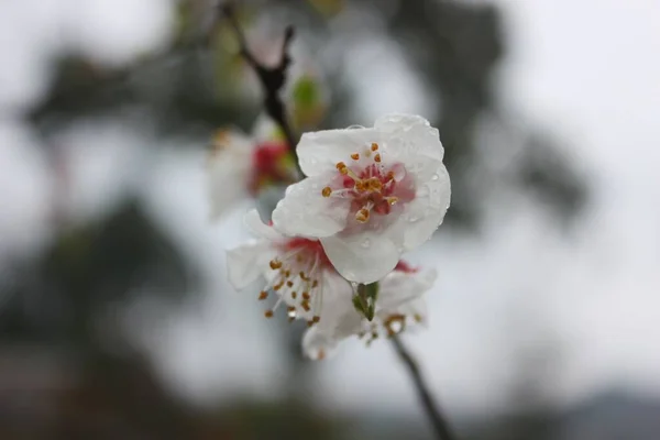 Bulanık Arkaplanda Üzerinde Damlacıkları Olan Beyaz Çiçeklerin Yakın Plan Çekimi — Stok fotoğraf