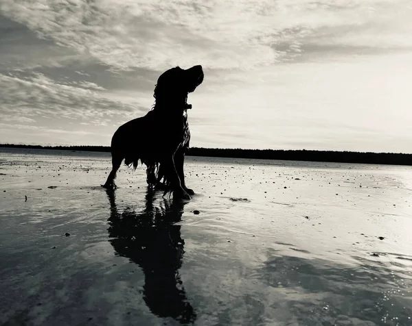 Grayscale Shot Wet English Setter Dog Standing Sand Swimming — Stock Photo, Image