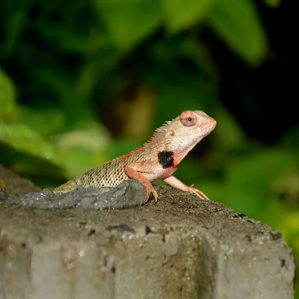 Closeup Lizard Looking Isolated Green Nature Background — Stock Photo, Image