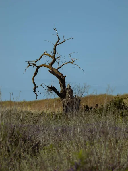 Svislý Záběr Suchého Stromu Uprostřed Pole — Stock fotografie