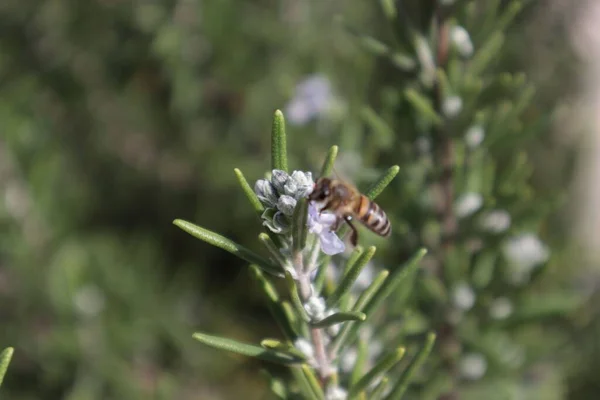 Selective Focus Honey Bee Collecting Nectar Rosemary Bush Flowers Cape — Stock Photo, Image