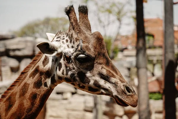 Portrait Une Girafe Zoo Par Une Journée Ensoleillée — Photo