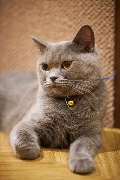 Gato Peludo Bonito Relaxante Chão — Fotografia de Stock