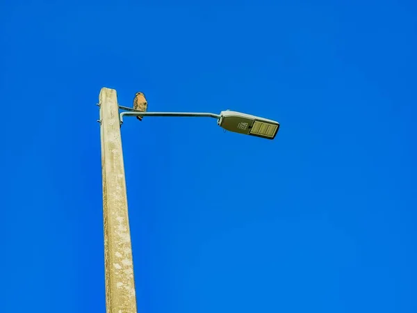 Low Angle Shot Red Shouldered Hawk Perched Street Light Wesley — Stock Photo, Image