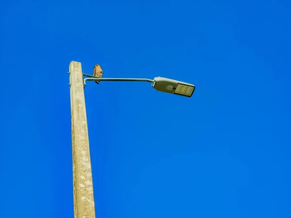 Tiro Ângulo Baixo Falcão Ombro Vermelho Empoleirado Uma Luz Rua — Fotografia de Stock