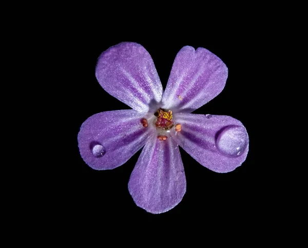 Closeup Shot Purple Flower Water Droplets — Stock Photo, Image
