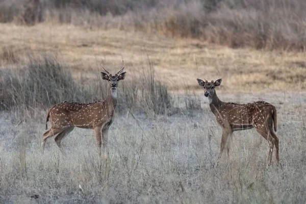 Spotted Deers Standing Forest India Beautiful Male Horns Young — Φωτογραφία Αρχείου