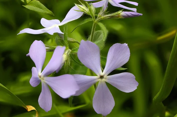 Primer Plano Crecimiento Phlox Flores Púrpuras Aisladas Fondo Naturaleza Verde — Foto de Stock
