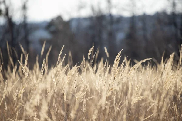 Bulanık Arkaplanda Kuru Buğday Alanının Seçici Odak Noktası — Stok fotoğraf