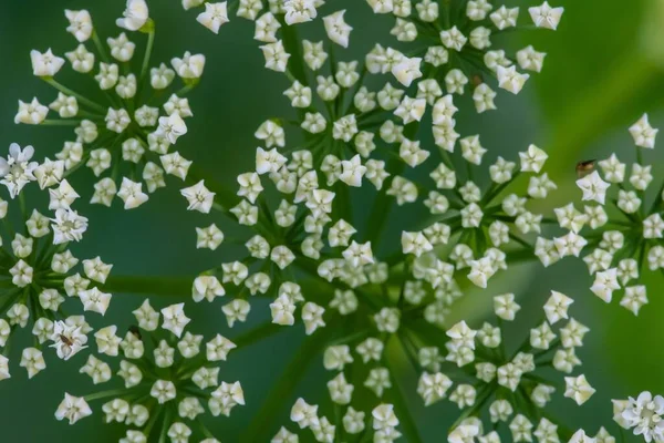 Gros Plan Cumin Plantes Fleurs Blanches Fenouil Méridien Dans Jardin — Photo