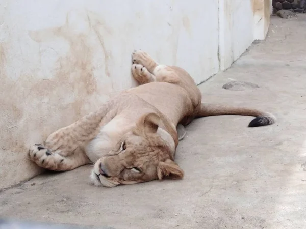 A close-up shot of a lioness sleeping by the wall