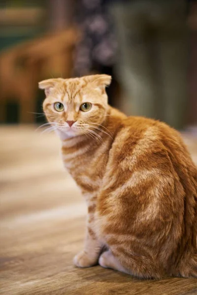 Retrato Gato Peludo Sentado Chão — Fotografia de Stock