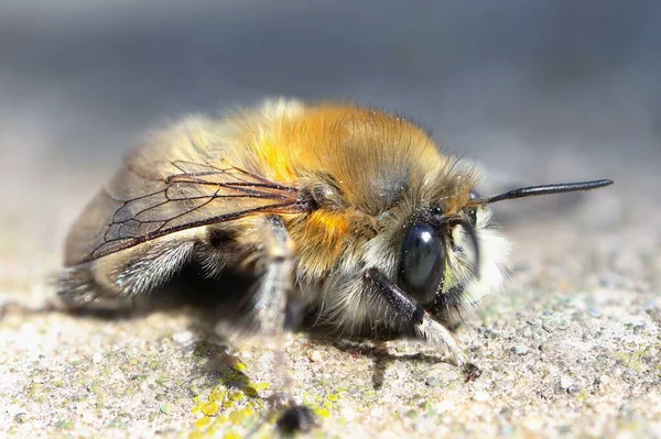 Ένα Κοντινό Πλάνο Μιας Μέλισσας Στο Θολό Φόντο — Φωτογραφία Αρχείου