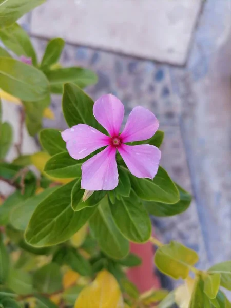 花园里长着一朵花 开满了长春花 — 图库照片