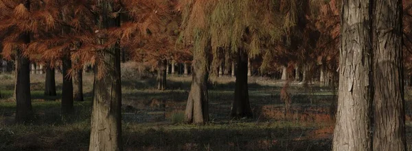 Een Panoramisch Shot Van Bomen Een Bos Herfst — Stockfoto
