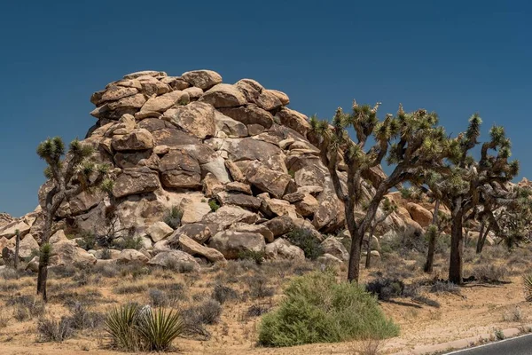 Beau Paysage Désertique Aride Avec Des Arbres Hérissés Joshua Des — Photo