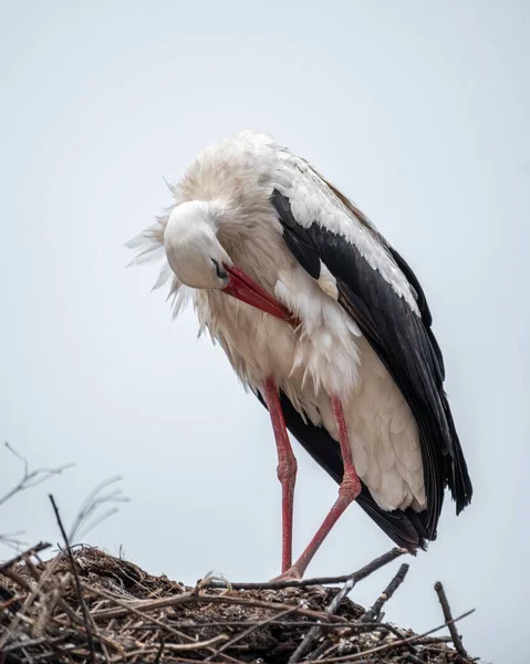 Beautiful White Stork Perched Nest Preening Itself Blue Sky — Stock Photo, Image