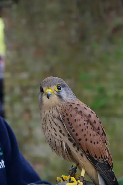 Vertical Shot Cute Common Kestrel Perched Hand — Stock Photo, Image