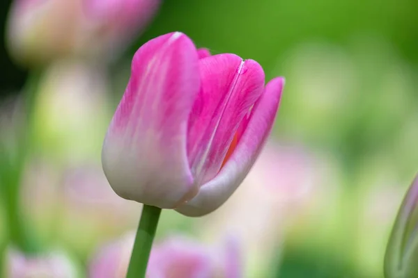 Primo Piano Bellissimo Tulipano Uno Sfondo Sfocato Giardino — Foto Stock