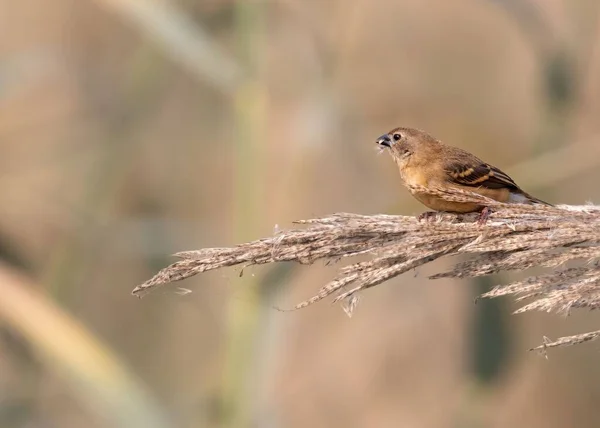 Bir Ağaç Dalına Tüneyen Kahverengi Bir Shrike — Stok fotoğraf