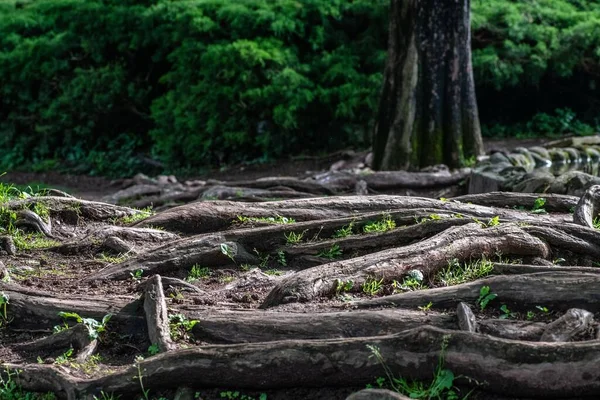 Mystický Pohled Propletené Staré Kořeny Stromů Povrchu Země Tropickém Lese — Stock fotografie