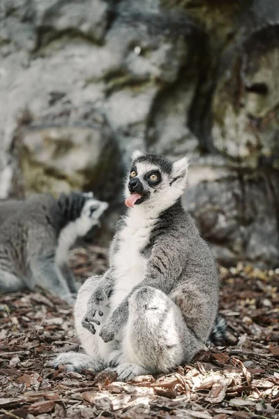 Galago Lemur Siedzący Ziemi Zoo — Zdjęcie stockowe