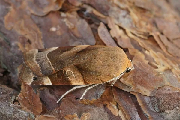 Detailed Closeup Broad Bordered Yellow Underwing Moth Noctua Fimbriata Sitting — Fotografia de Stock