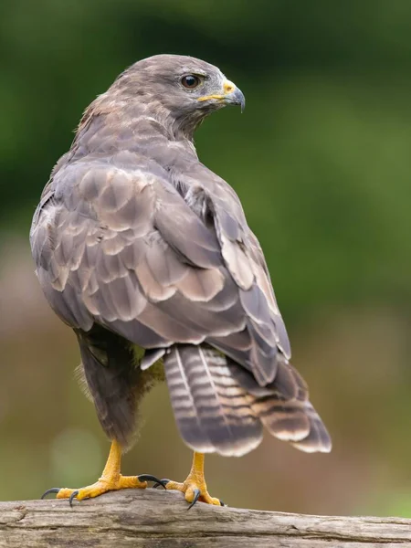 Une Focalisation Sélective Oiseau Buse — Photo