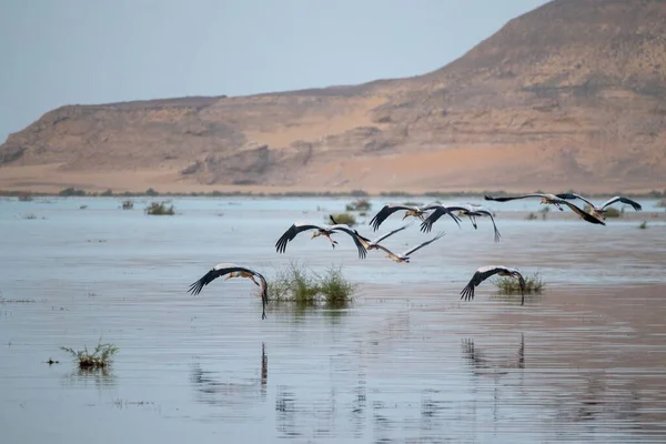 Group Yellow Billed Stork Flying River Egypt — Stock Photo, Image