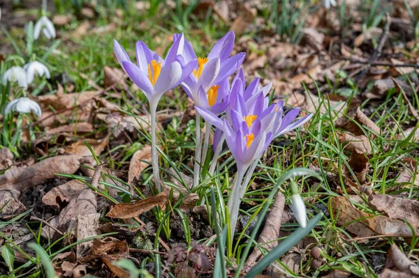 High Angle View Early Crocus Flowers Sunny Day — Stock Photo, Image