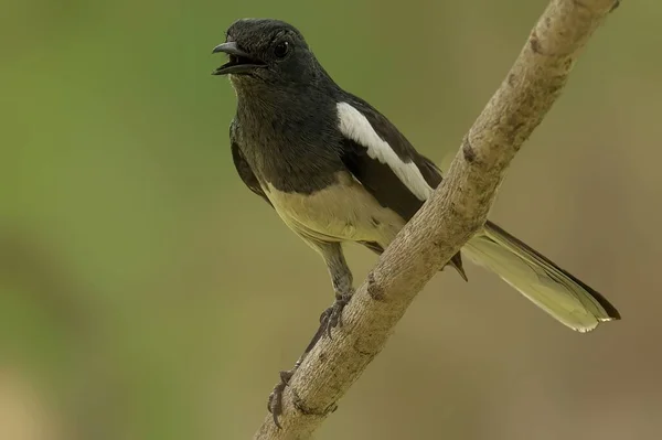 Hermosa Urraca Oriental Robin Pájaro Una Pequeña Rama Con Fondo —  Fotos de Stock