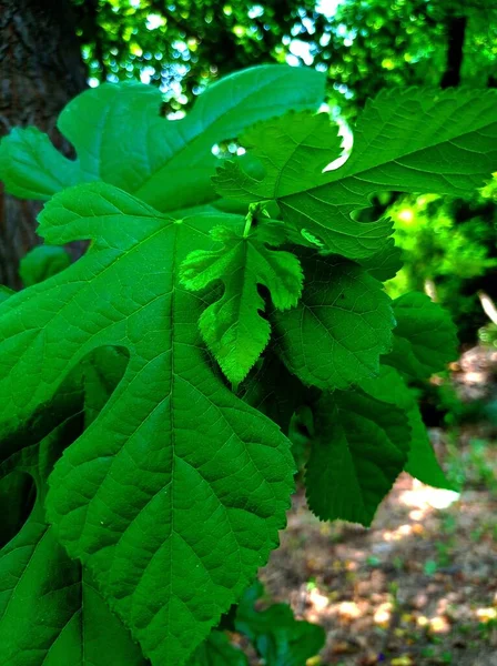 Vertical Closeup Shot Large Green Leaves Daylight — Stock Photo, Image