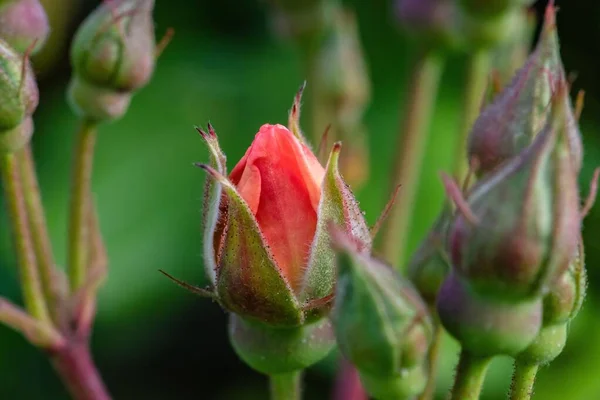 Nahaufnahme Einer Kleinen Roten Rose Mit Knospen Auf Verschwommenem Hintergrund — Stockfoto