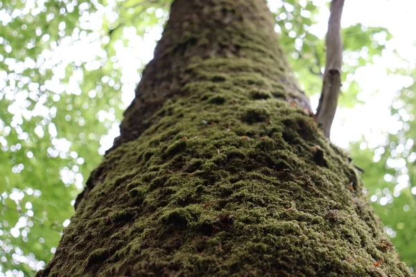 Niski Kąt Ujęcie Starego Meczetowego Pnia Drzewa Lesie Pod Sunlight — Zdjęcie stockowe