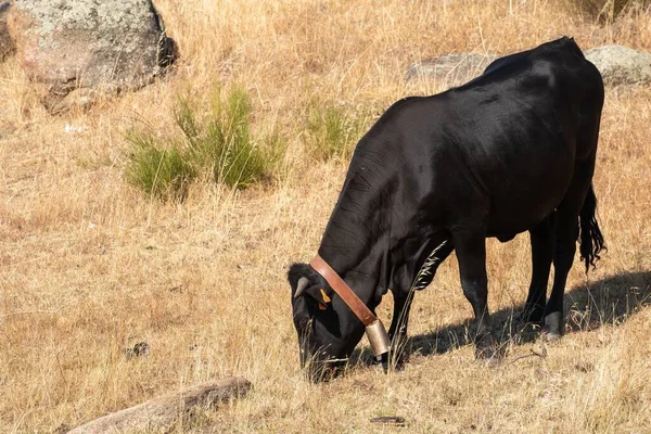 Bir Siyah Inek Extremadura Nın Otlaklarında Kafasında Bir Sürü Sinekle — Stok fotoğraf
