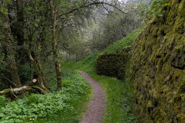 Een Pad Midden Van Bomen Het Bos — Stockfoto