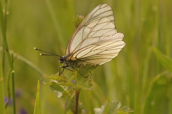 Closeup Fragile Looking Black Veined White Aporia Crataegi Meadow Green — Stock Photo, Image