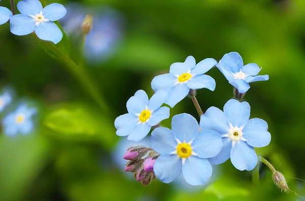 Eine Nahaufnahme Von Blühenden Blauen Myosotis Blüten Isoliert Der Grünen — Stockfoto