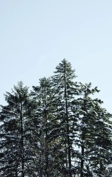 Una Vista Basso Angolo Una Bella Foresta Inverno — Foto Stock