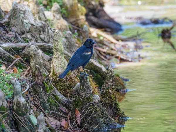 Ein Schwarzer Vogel Hockt Auf Einem Ast — Stockfoto