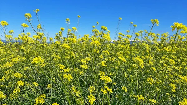 Egy Gyönyörű Sárga Repcemagvirág Virágzik Kék Égen — Stock Fotó
